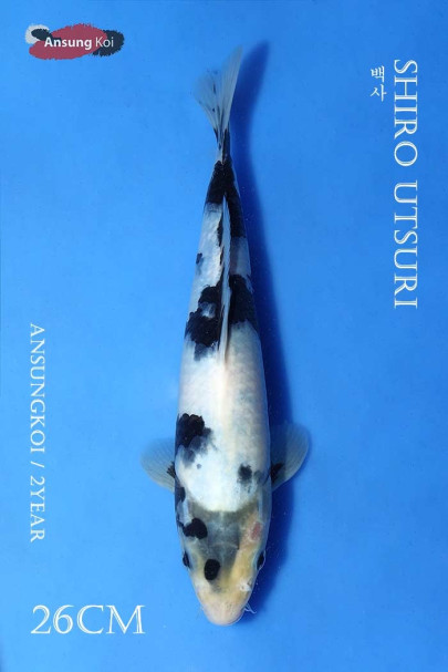 백사 26cm