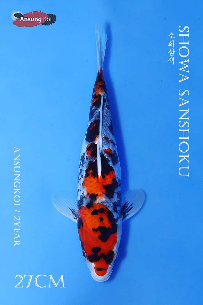 소화삼색 27cm