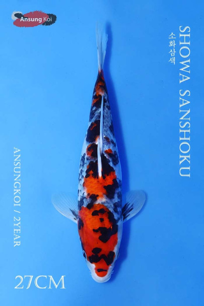 소화삼색 27cm