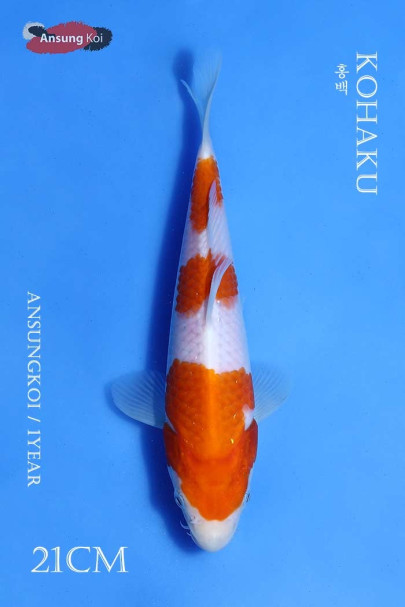 홍백 21cm
