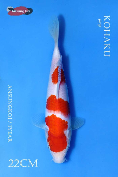 홍백 22cm