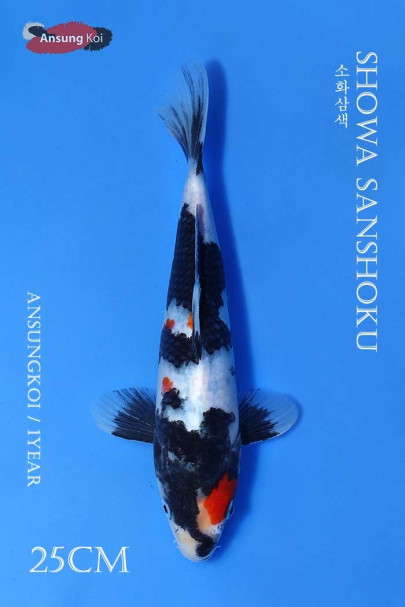 소화삼색 25cm