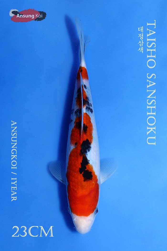 대정삼색 23cm
