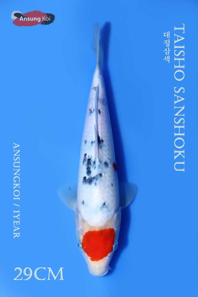 대정삼색 29cm