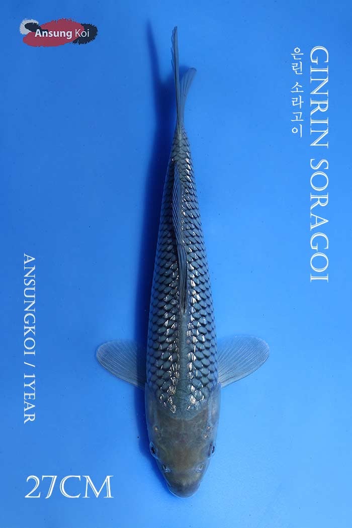 은린 소라고이 27cm