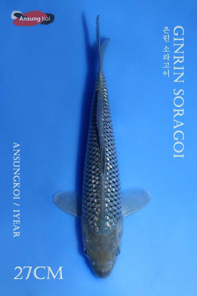 은린 소라고이 27cm