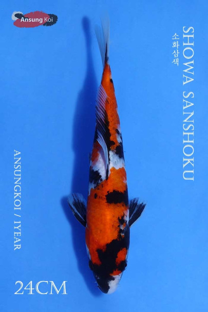 소화삼색 24cm