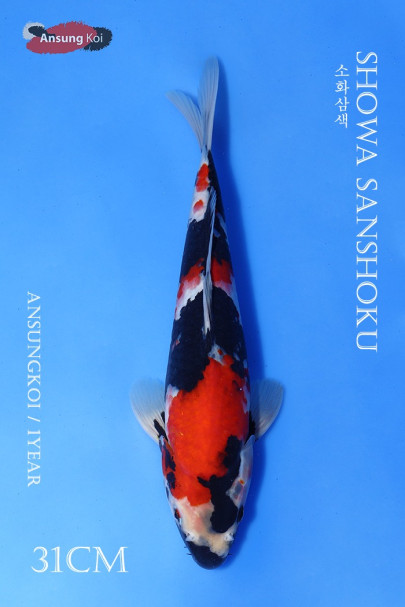 소화삼색 31cm