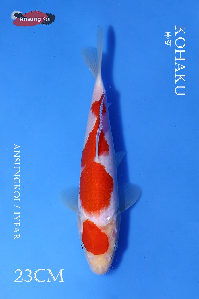 홍백 23cm