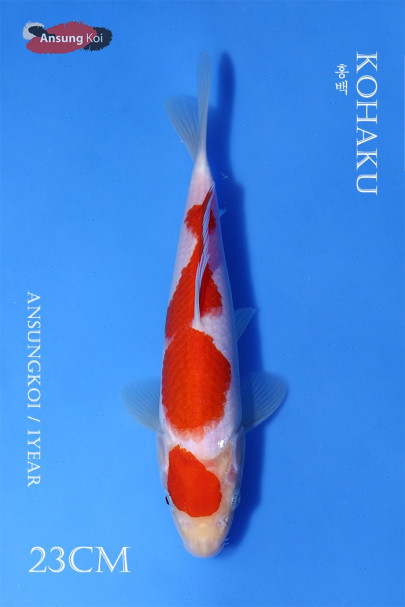 홍백 23cm