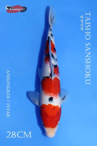 대정삼색 28cm