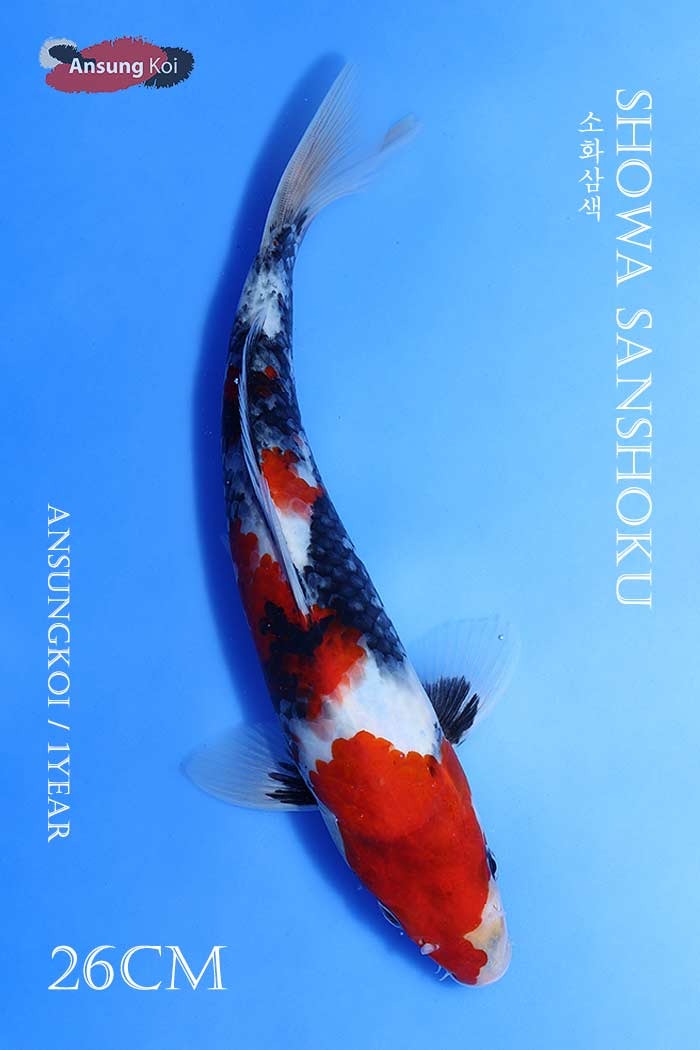 소화삼색 26cm