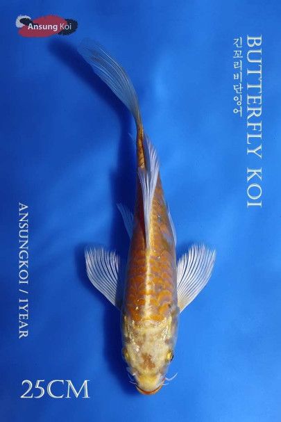 독일계 황금 버터플라이코이 25cm