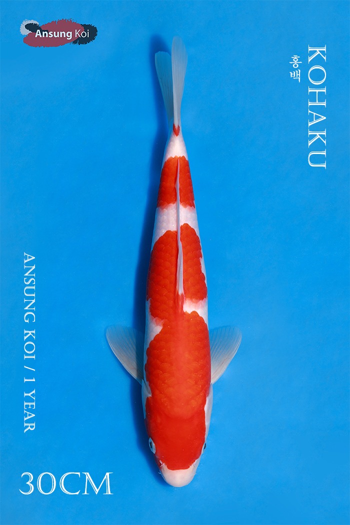홍백 37cm
