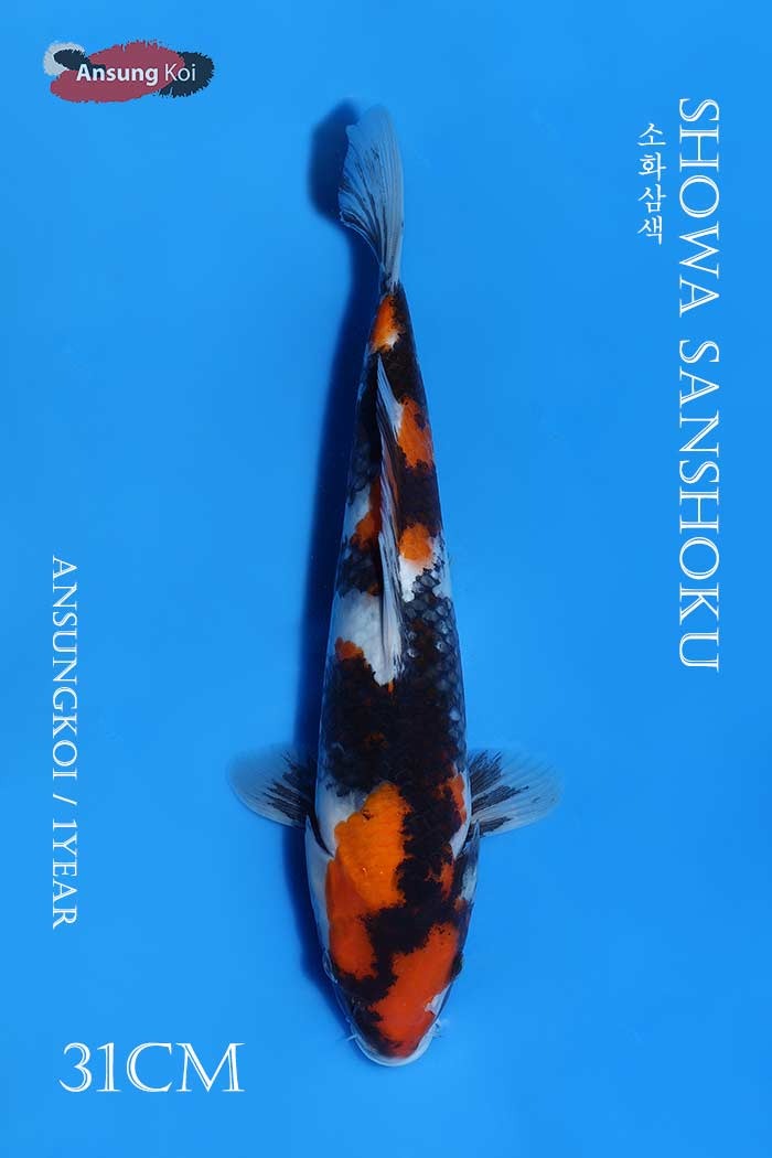 소화삼색 31cm