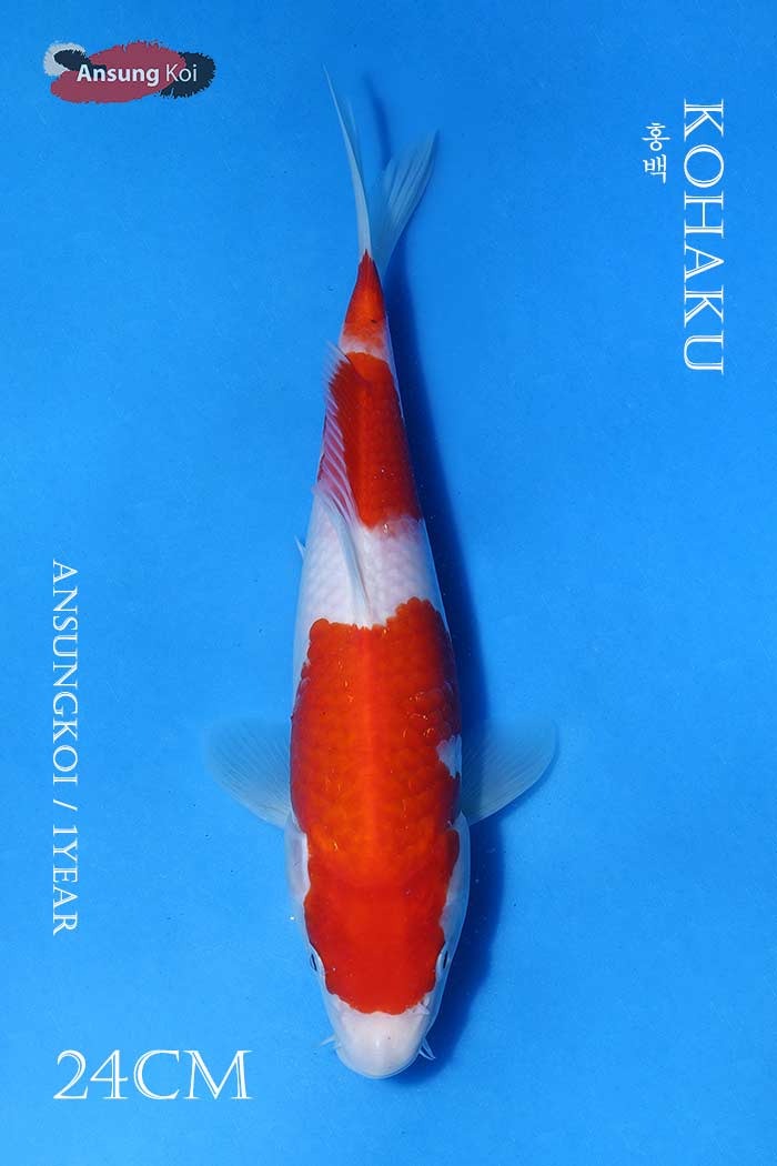 홍백 24cm