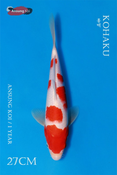 홍백 27cm