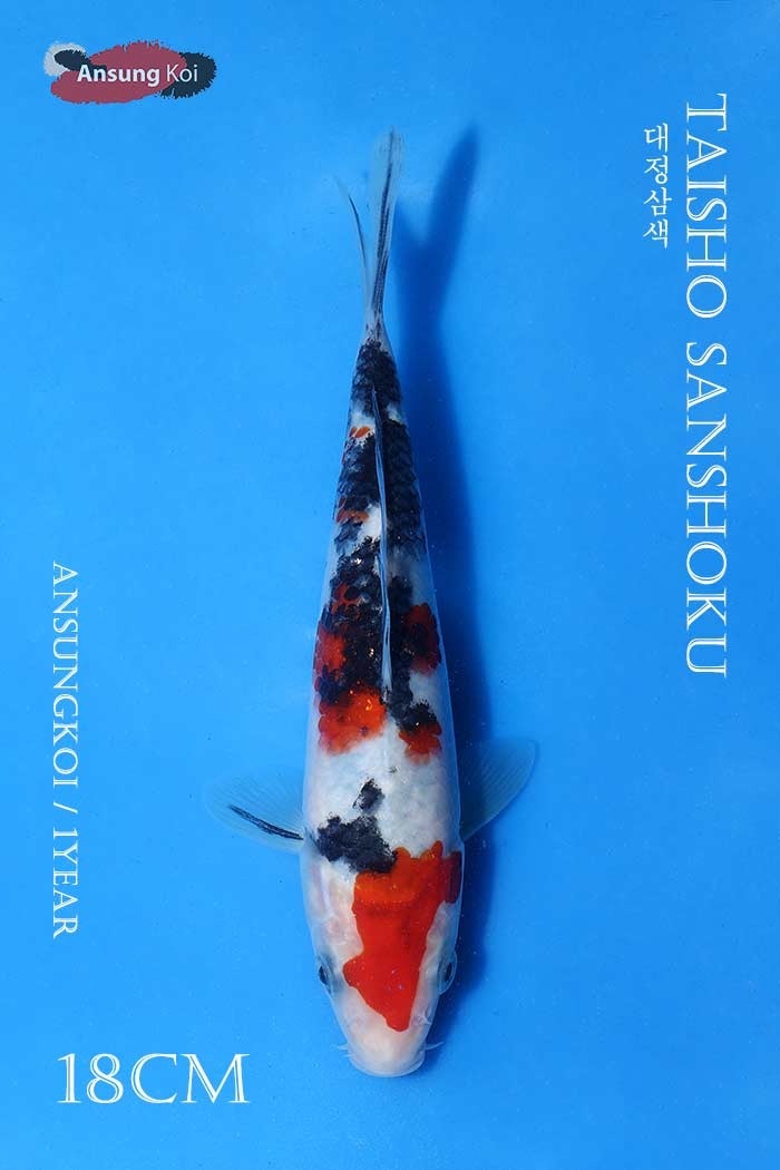 대정삼색 18cm