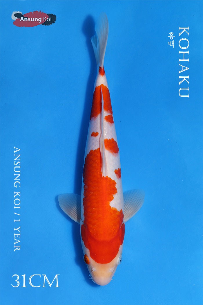 홍백 31cm