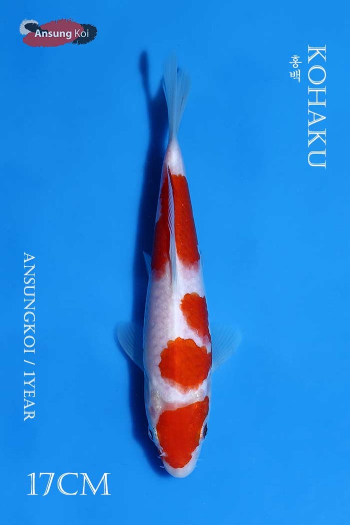 홍백 17cm