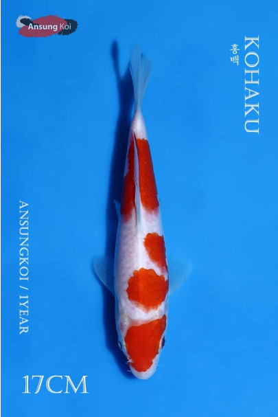 홍백 17cm