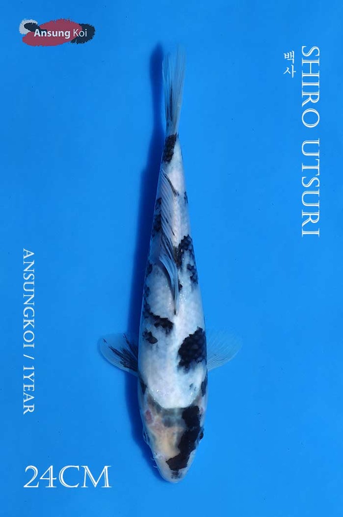 백사 24cm