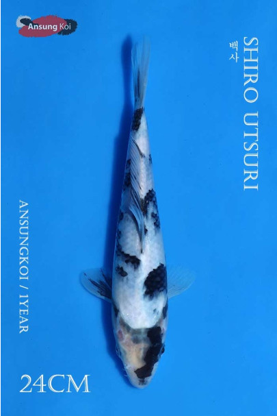 백사 24cm