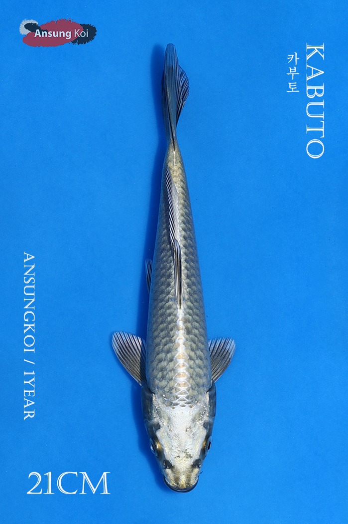 카부토 21cm