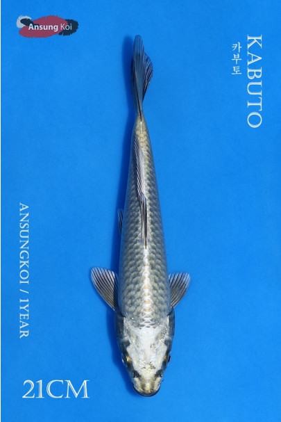 카부토 21cm