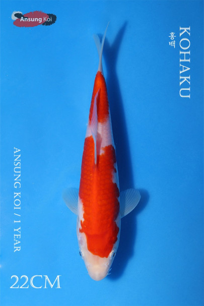 홍백 22cm