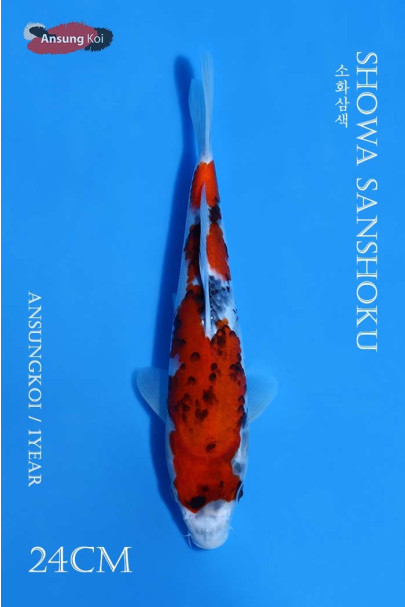 소화삼색 24cm