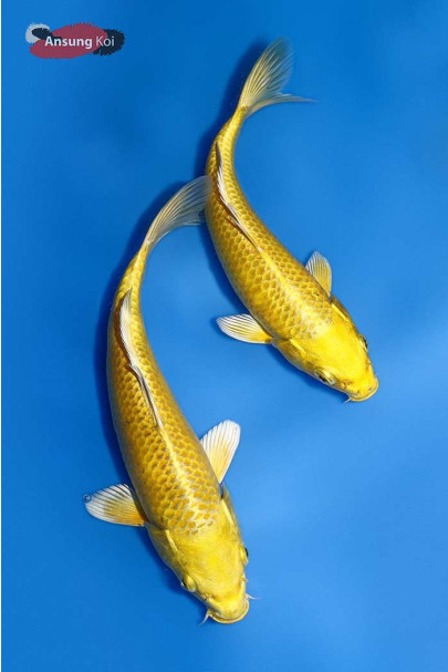 황금비단잉어 A급 20cm전후, 25cm 전후