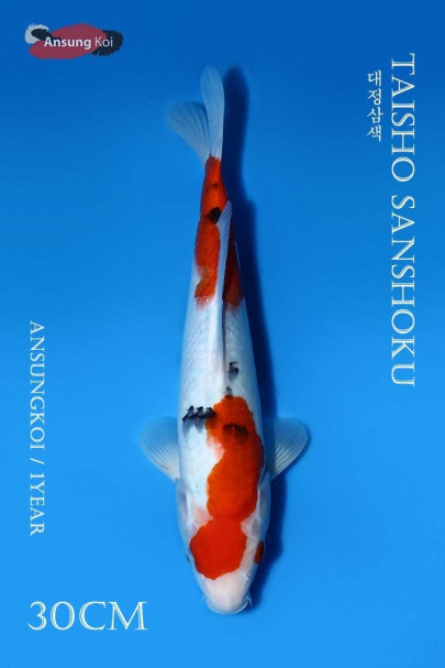 대정삼색 30cm