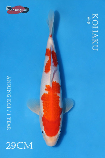 홍백 29cm