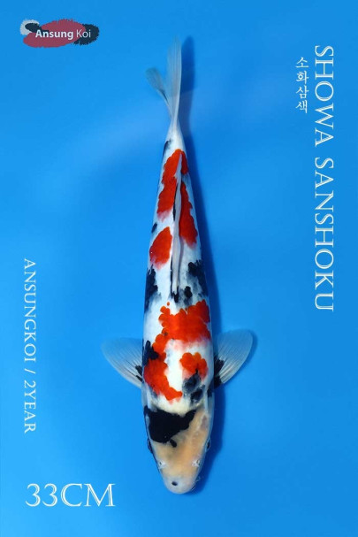 소화삼색 33cm