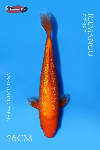 아이스 망고 26cm