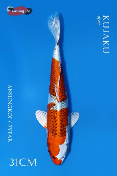 공작 31cm