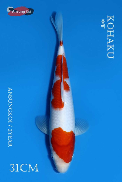 홍백 31cm