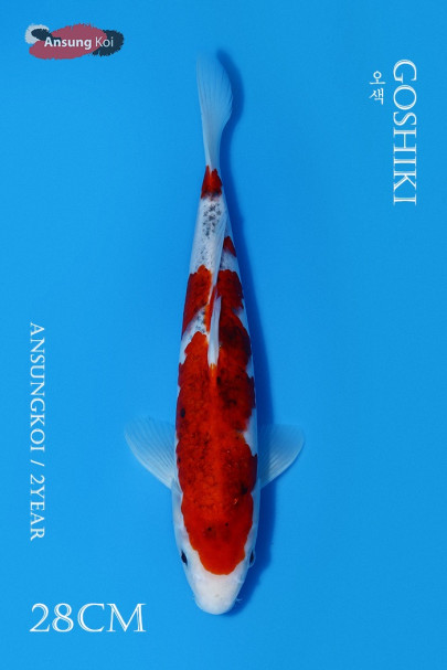 오색 28cm