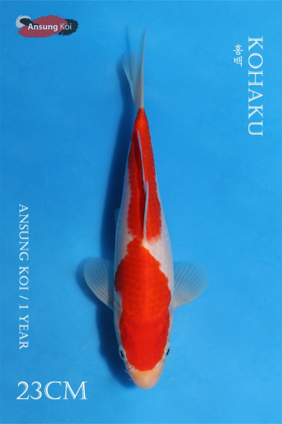 홍백 23cm