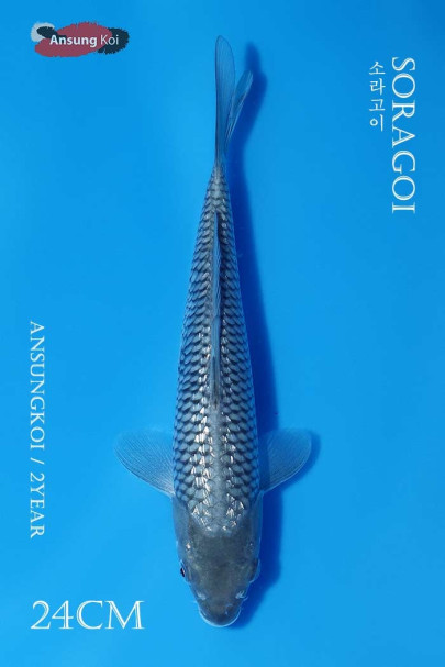 은린 소라고이 24cm