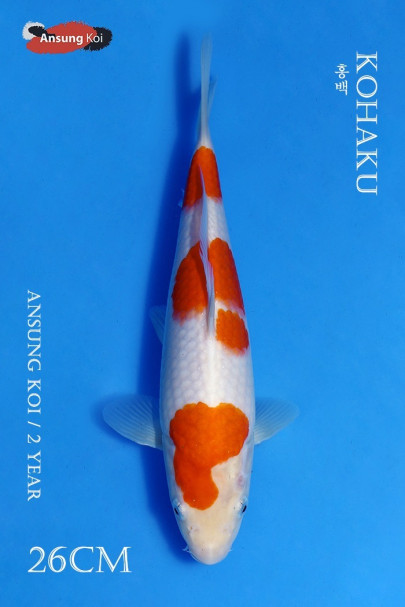 홍백 26cm