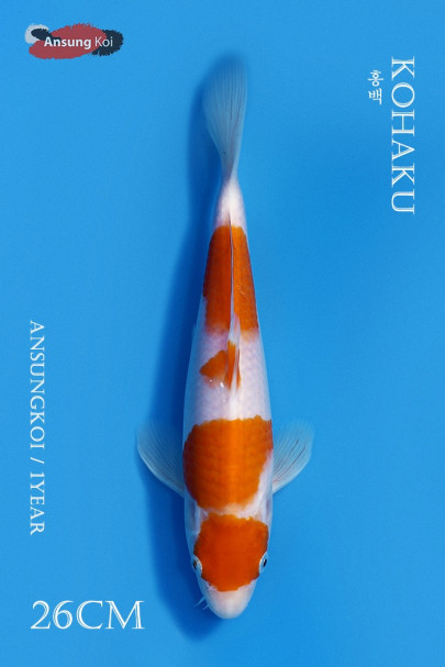 홍백 26cm