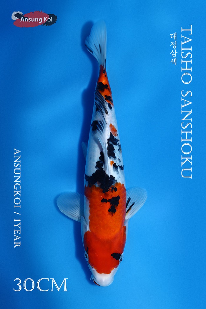대정삼색 30cm