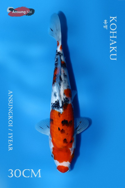 대정삼색 30cm