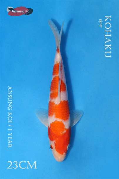 홍백 23cm
