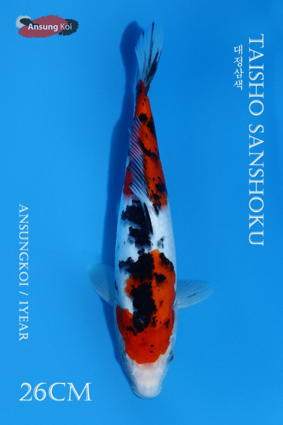대정삼색 26cm