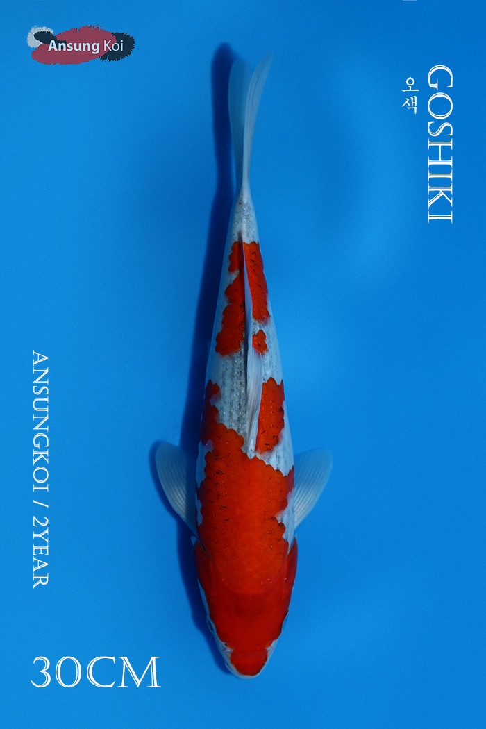 오색 30cm