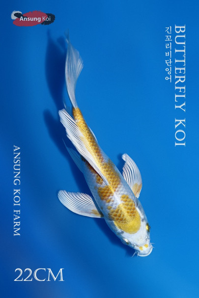 하리와케 버터플라이코이 22cm
