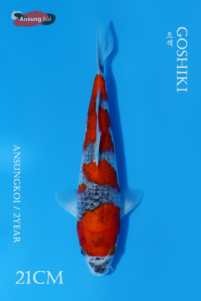 오색 21cm